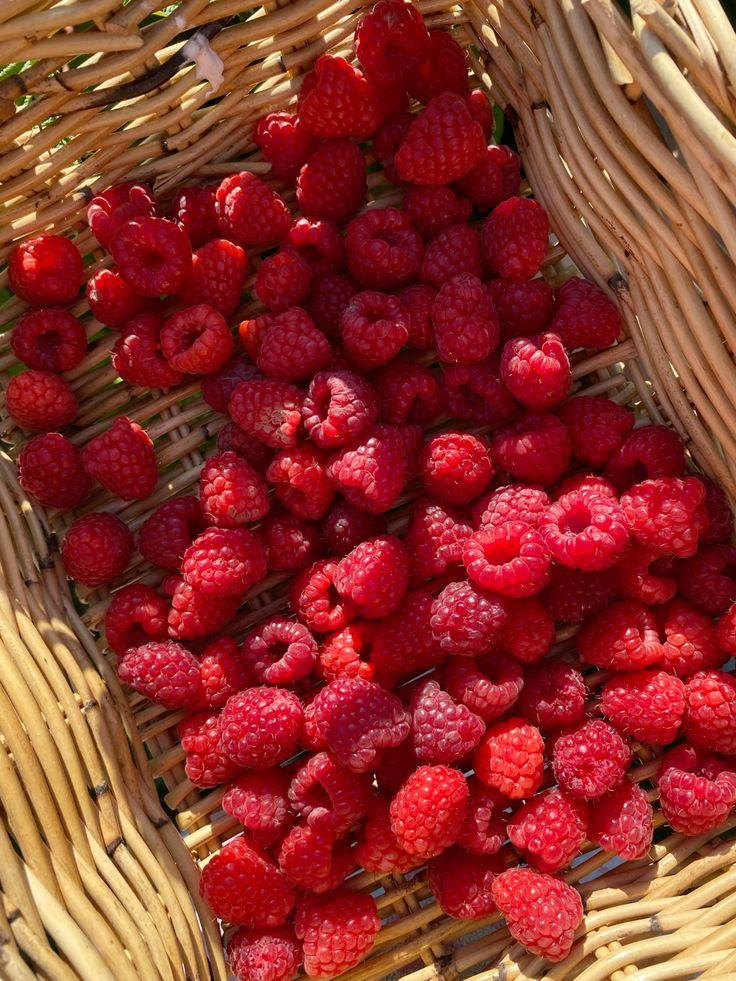Berry Bounty: Fresh Farm-Picked Bliss